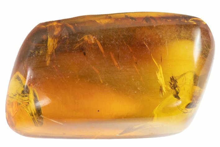Polished Chiapas Amber With Bug Inclusions ( g) - Mexico #102496